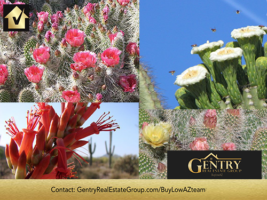 Phoenix Living: The Desert in Bloom – Another Reason People Love Life in the West Valley